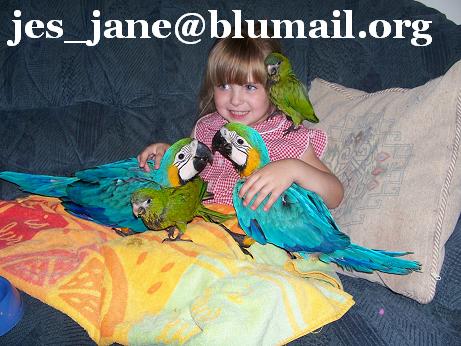 Tamed Parrots For Re homing ( Macaw, and African Grey )