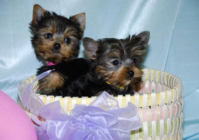 Tea Cup Yorkie Puppies For Free Adoption