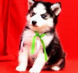 siberian husky for lovely homes