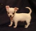 chihuahua male and female ready