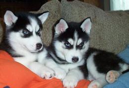 ~~Blues Eyes 12Weeks Old Males and Females~~~CKC Siberian Husky