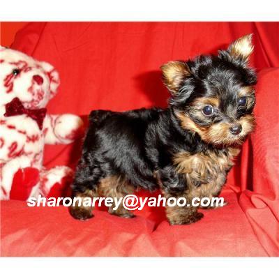 Cute and Adorable Teacup Yorkie Puppies For Adoption