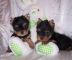 Two Gorgeous Yorkie Puppies for adoption