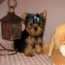 Cute Female Yorkie Puppy For Adoption