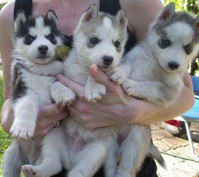 Beautiful Siberian Husky Puppies For Free Adoption