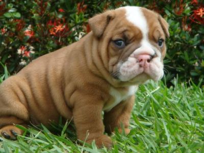 Adorable English Bulldog Puppies For Adoption