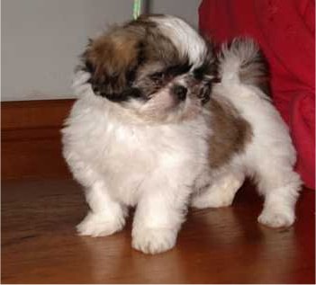 spectacular shih tzu puppies for adoption?