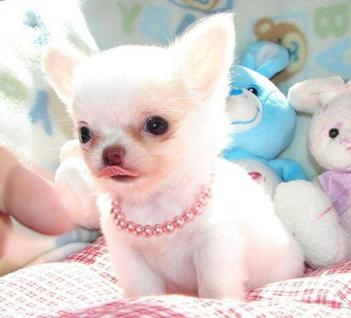 Beautiful Registered Chihuahuas...$500 and up...Both Coats and Lots of Colors!!...Fully guaranteed f