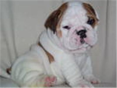 cute english bulldog puppies for sale