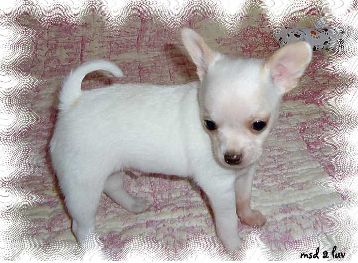 Beautiful Registered Chihuahuas...$300 and up...Both Coats and Lots of Colors!!...Fully guaranteed f