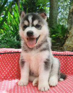 male and female siberian puppies for adoption