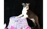 cute and adorable Boston Terrier puppies for adoption