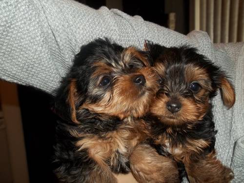 AKC REGISTERED TEACUP YORKIE PUPPIES