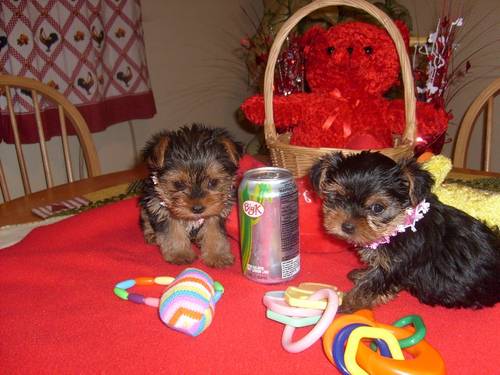 AKC REGISTERED TEACUP YORKIE PUPPIES 12 weeks old