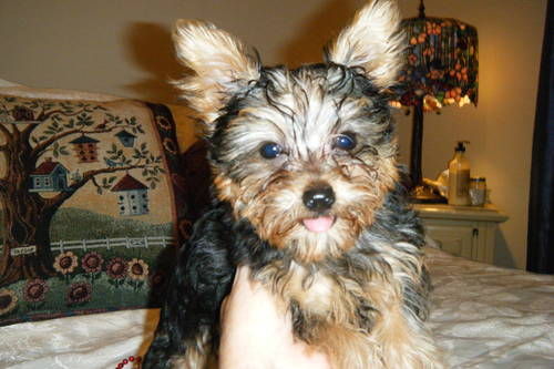 both male and female Yorkie puppies