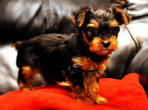 extremely cute teacup yorkie puppies to loving homes