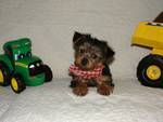 i have male and fem,ale teacup Yorkie to give out for free adoption