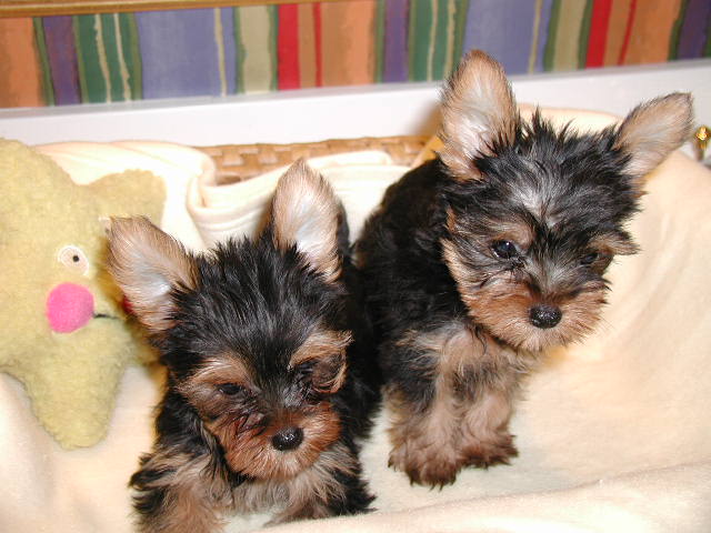 Beautiful Yorkshire Terrier Puppies For Sale