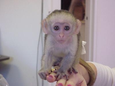 cute adorable baby capuchin monkeys for adoption