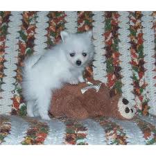 Beautiful Pomeranian Puppies Ready For New Homes!