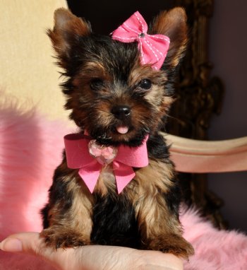 cute and adorabel tea cup yokie puppies for free adoption