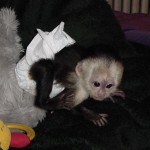 sweet baby spider monkeys for adoption