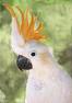 Lesser Sulphur Cockatoo