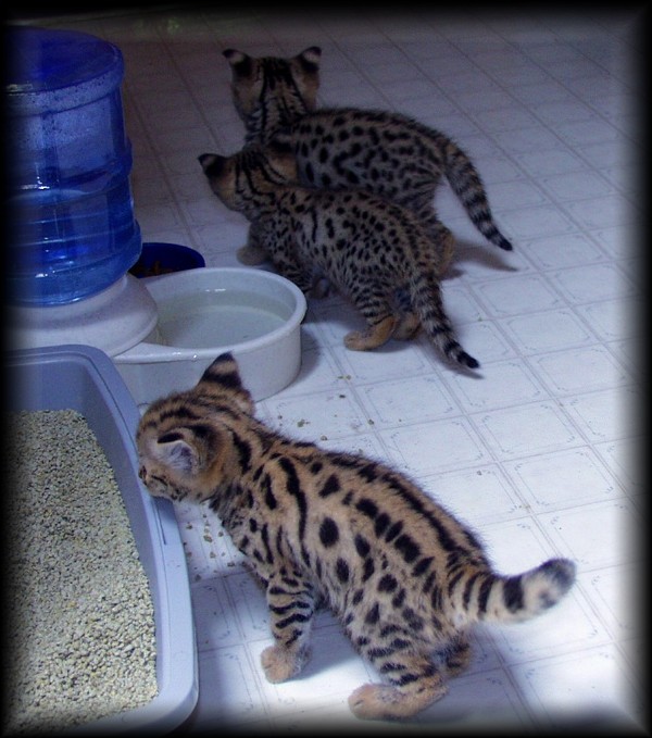 healthy F1 Savannah kittens