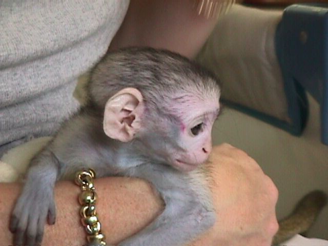 Affectionate, capuchin monkeys ready for adoption,