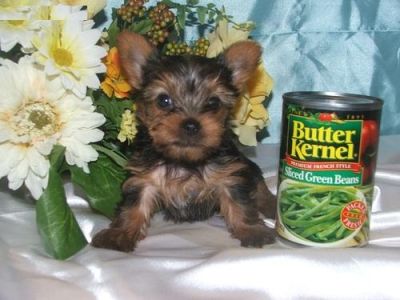 Exceptional Tea Cup Yorkie Puppies For Adoption