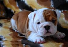 Healthy English bulldog puppies for a new home