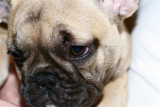 cute and affectionate AKC reg  female pug puppy for adoption to good homes.