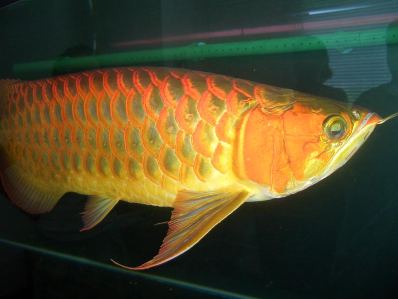 Arowana Fishes Ready