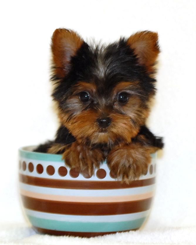 CUTE MALE AND FEMALE YORKIE PUPPIES FOR ADOPTION