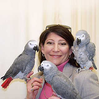 coloful beautiful talking african grey parot ready for a new home