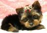 PUREBRED ACA YORKIE FEMALE ADULT only 4 lbs. all shots!