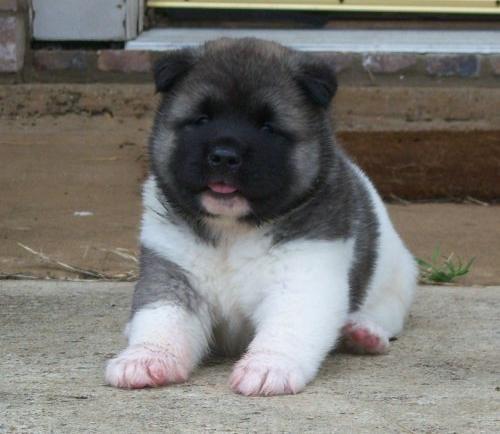 Akita puppies for rehoming contact  woliangirese@yahoo.com