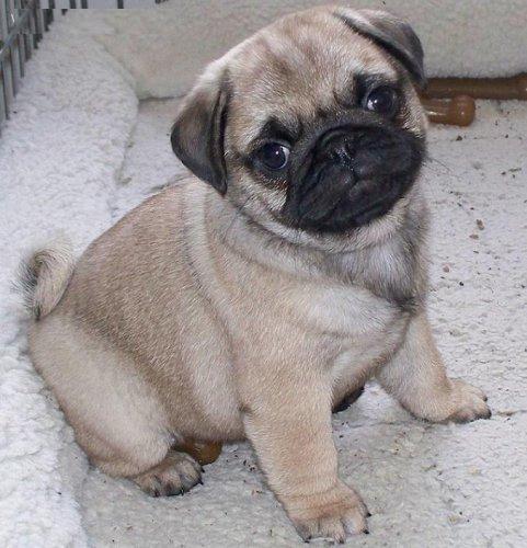 Pug puppy for rehoming contact  woliangirese@yahoo.com