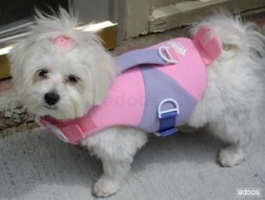 adorable maltese puppies for adoption