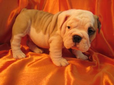 Amazing cute and lovely English bulldog puppies looking for a lovely home for adoption