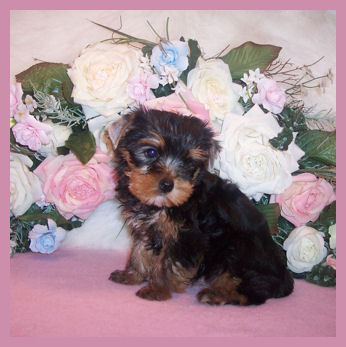 two yorkie puppies for free adoption