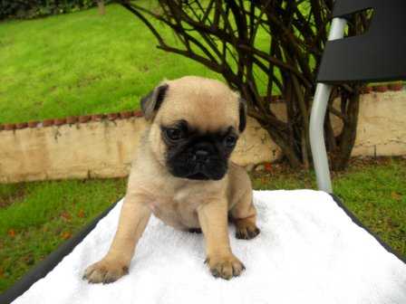 AKC Pups Pug Puppies