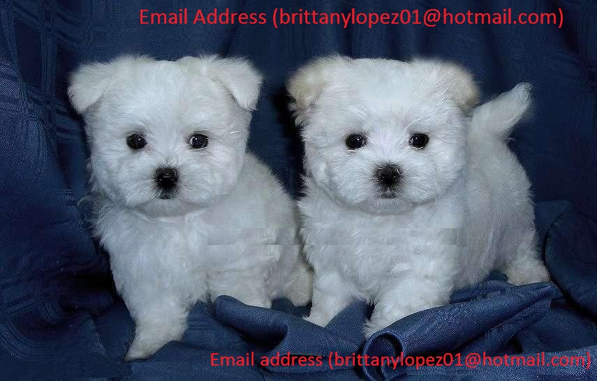 Maltese Puppies For A Good Home