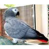 lovely talking parrot