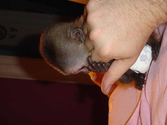 Little Gabby the Weeper Capuchin monkey for adoption