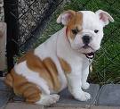 Lovely English bull dog puppies for loving homes