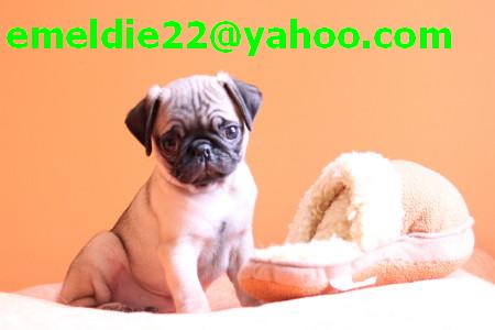 Female pug puppy for adoption(emeldie22@yahoo,com)