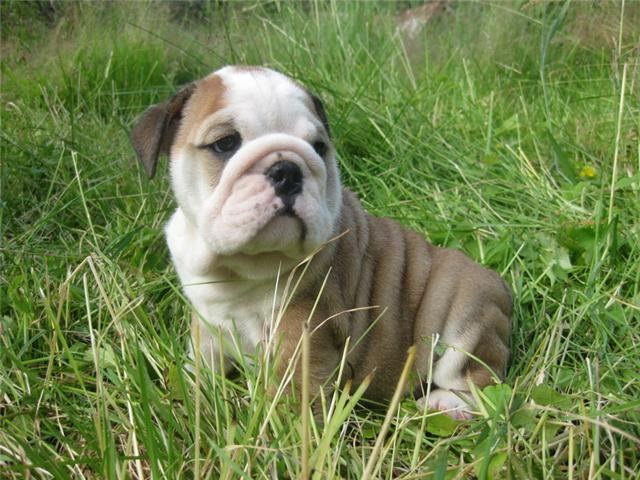 &quot;Adorable English Bulldog Puppy For Adoption&quot;