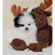 Cute and adorable pomeranian puppy ready for adoption