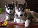MALE AND FEMALE BLUE EYES SIBERIAN HUSKY PUPPIES REQDY FOR SALE NOW